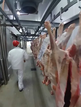 Carcasa preparada para desposte